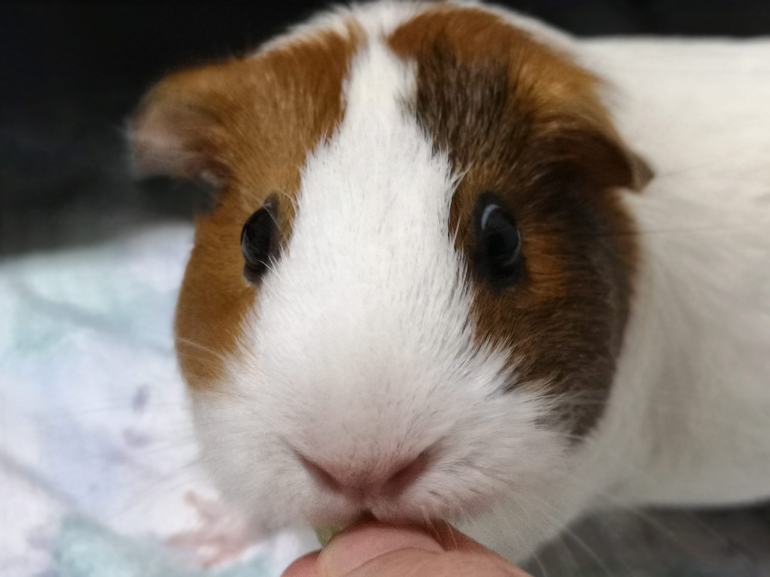 モルモットとハムスターの飼いやすさの比較 実は違いが多い モルモットの知恵袋