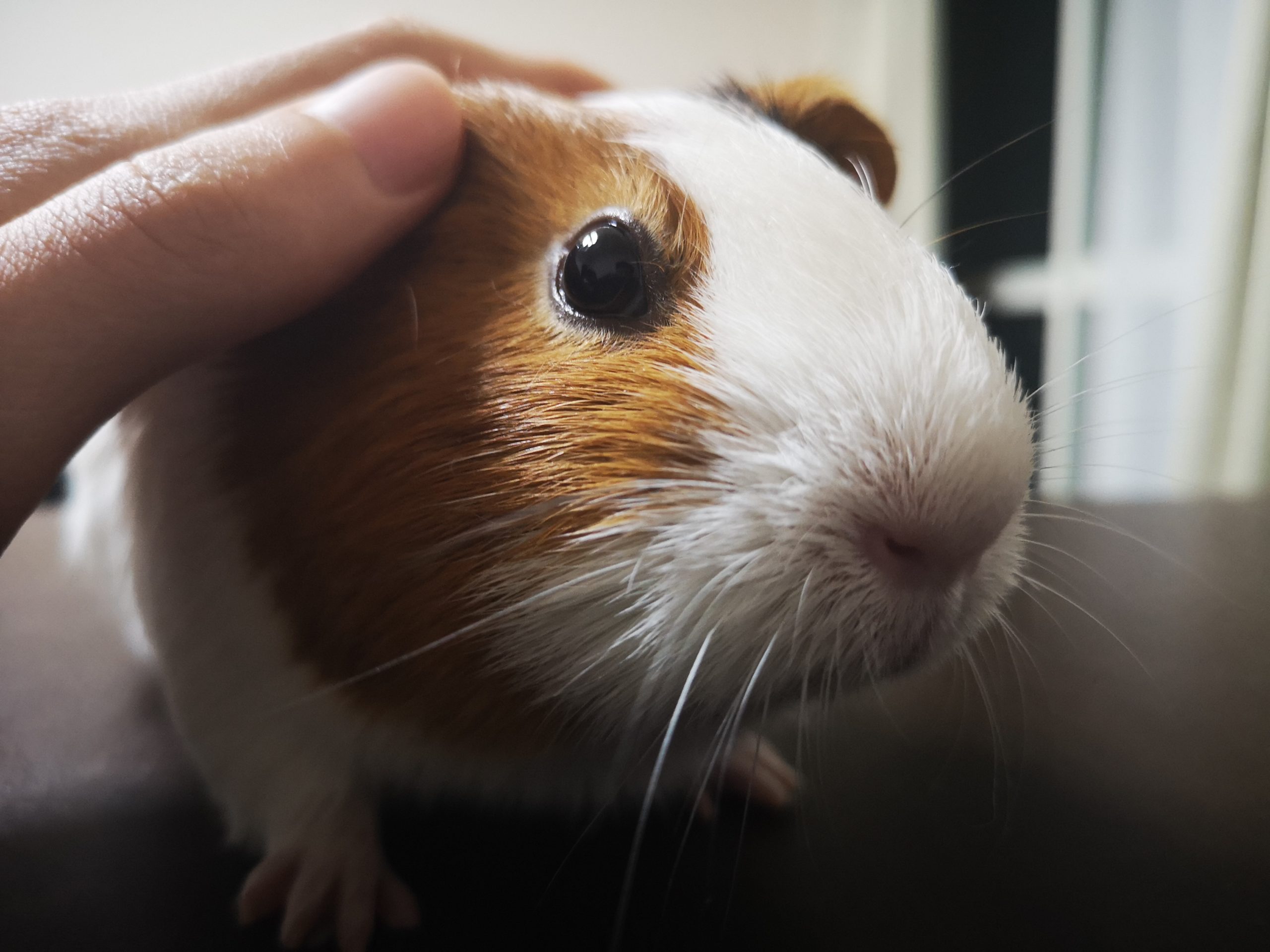 イングリッシュモルモットなつきやすい性格で人気 特徴と育て方 モルモットの知恵袋