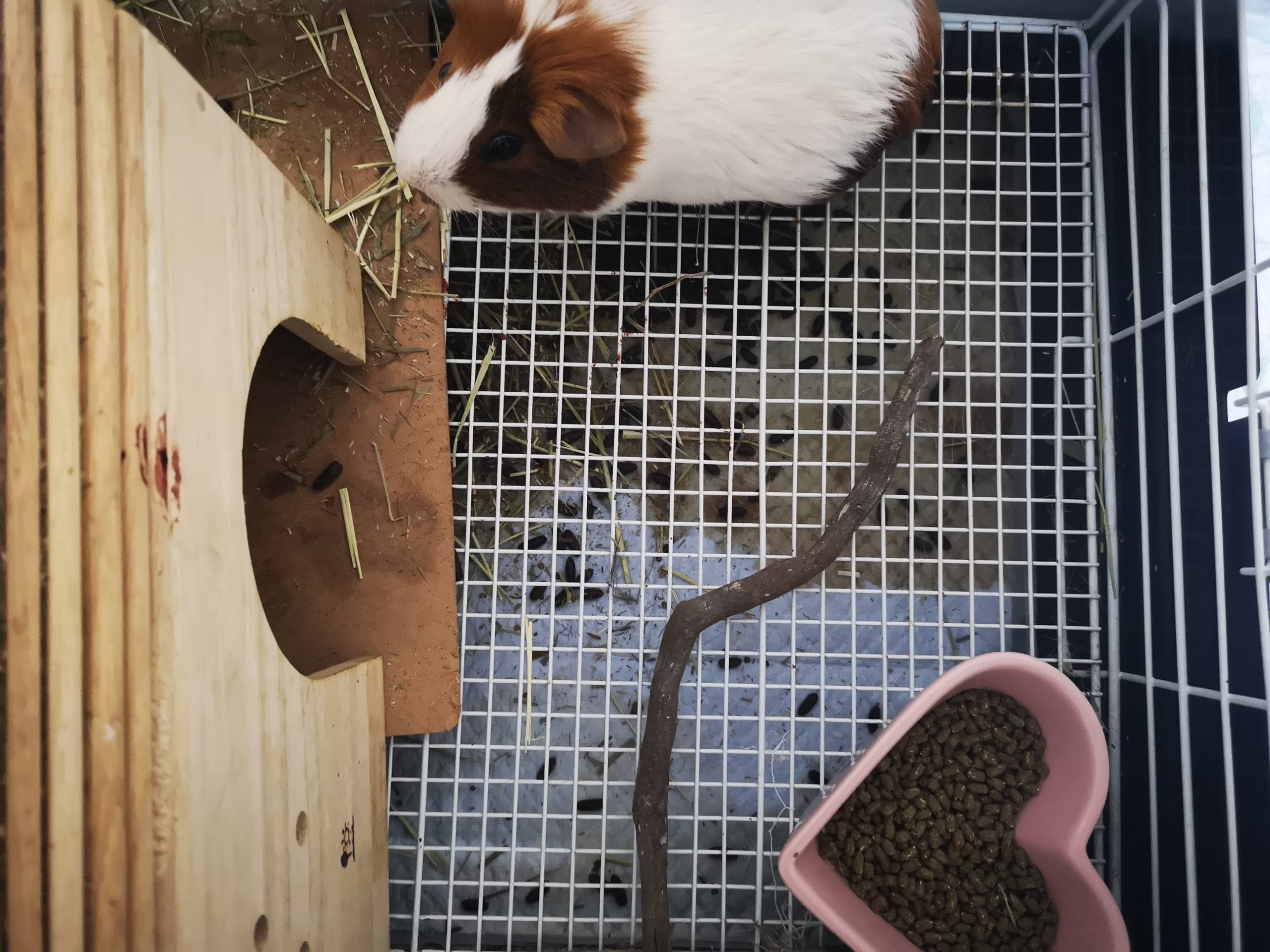 モルモットを1ケージで多頭飼いすることは可能だが注意が必要 ...