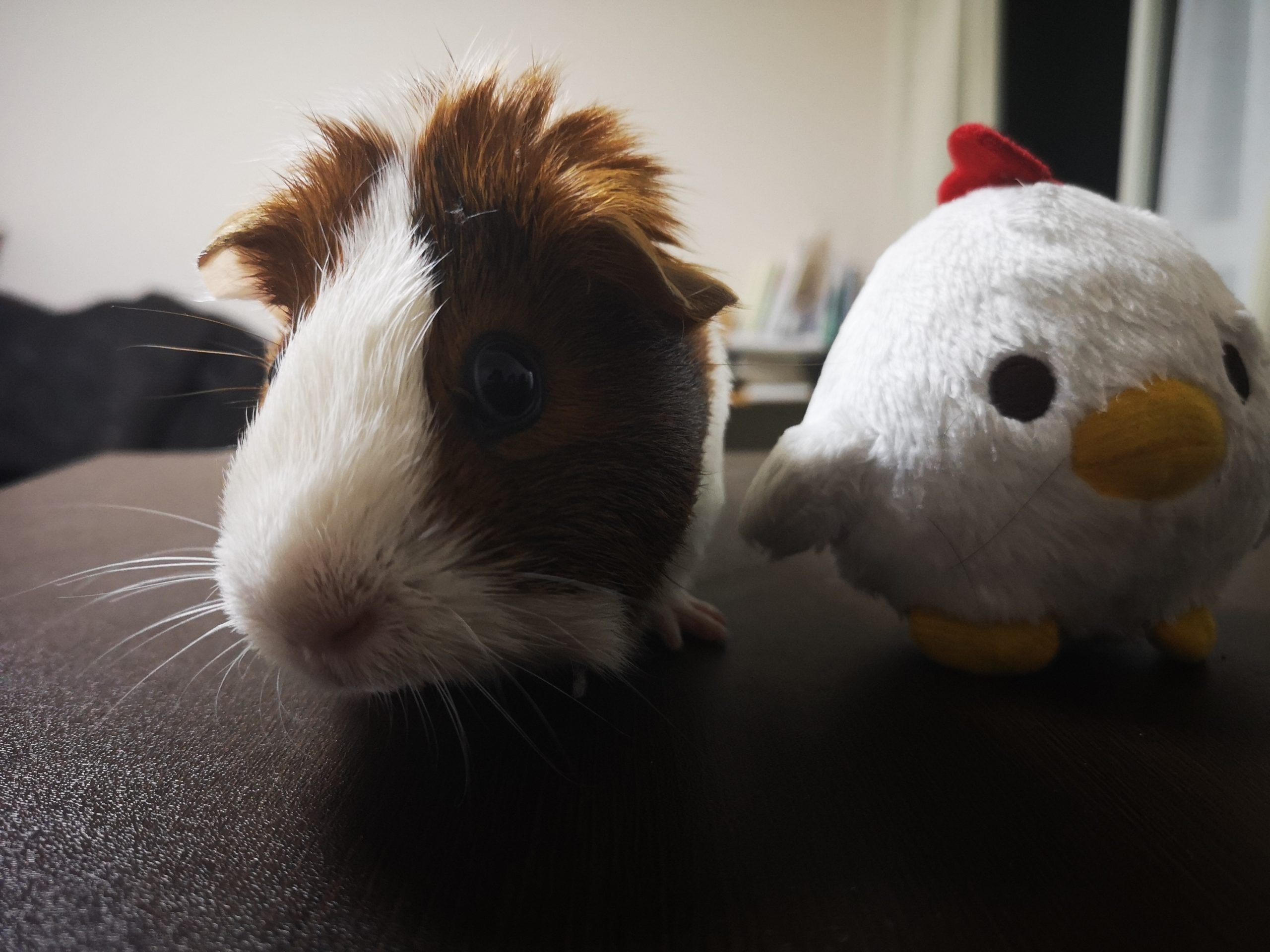 モルモットの赤ちゃん 生まれたての時のお世話について モルモットの知恵袋